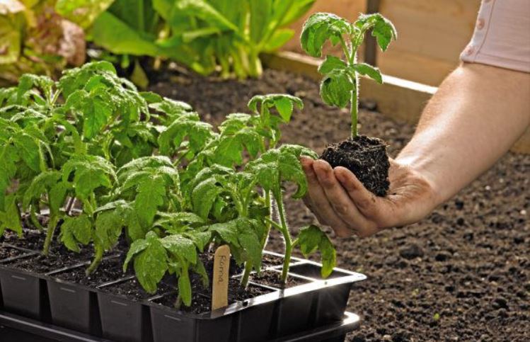 https://williamson.agrilife.org/files/2020/03/5062-tomato-seedlings.jpg